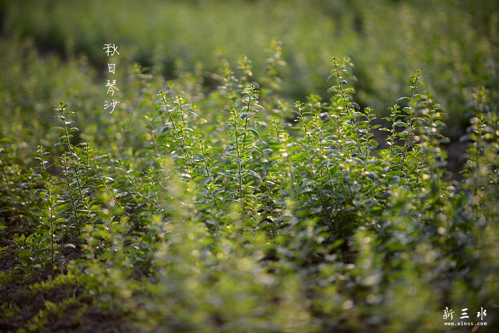 DSC_4000副本2.jpg