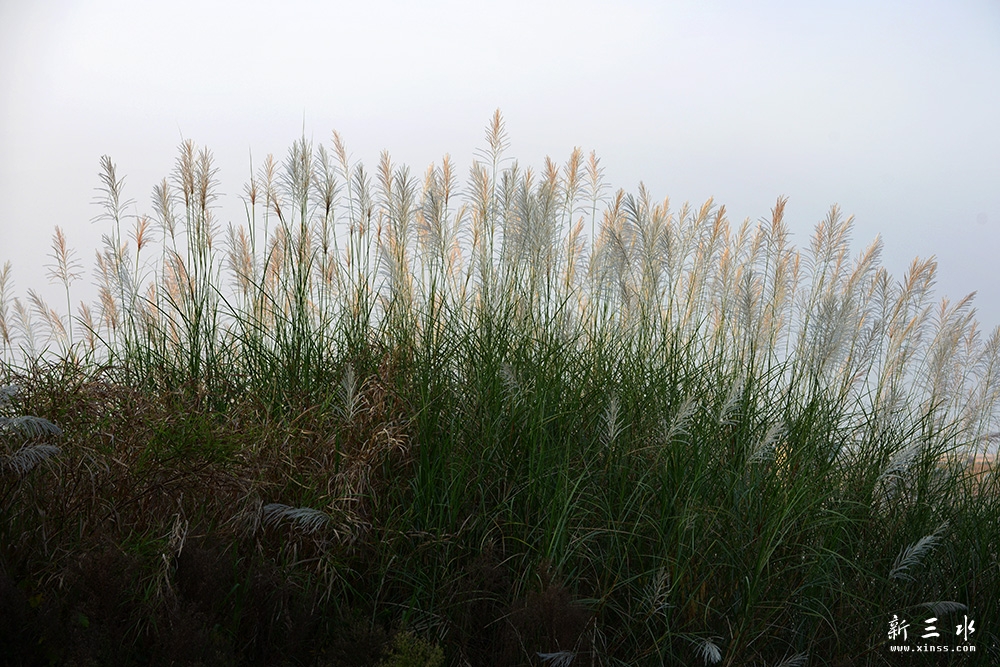 DSC_4003副本.jpg
