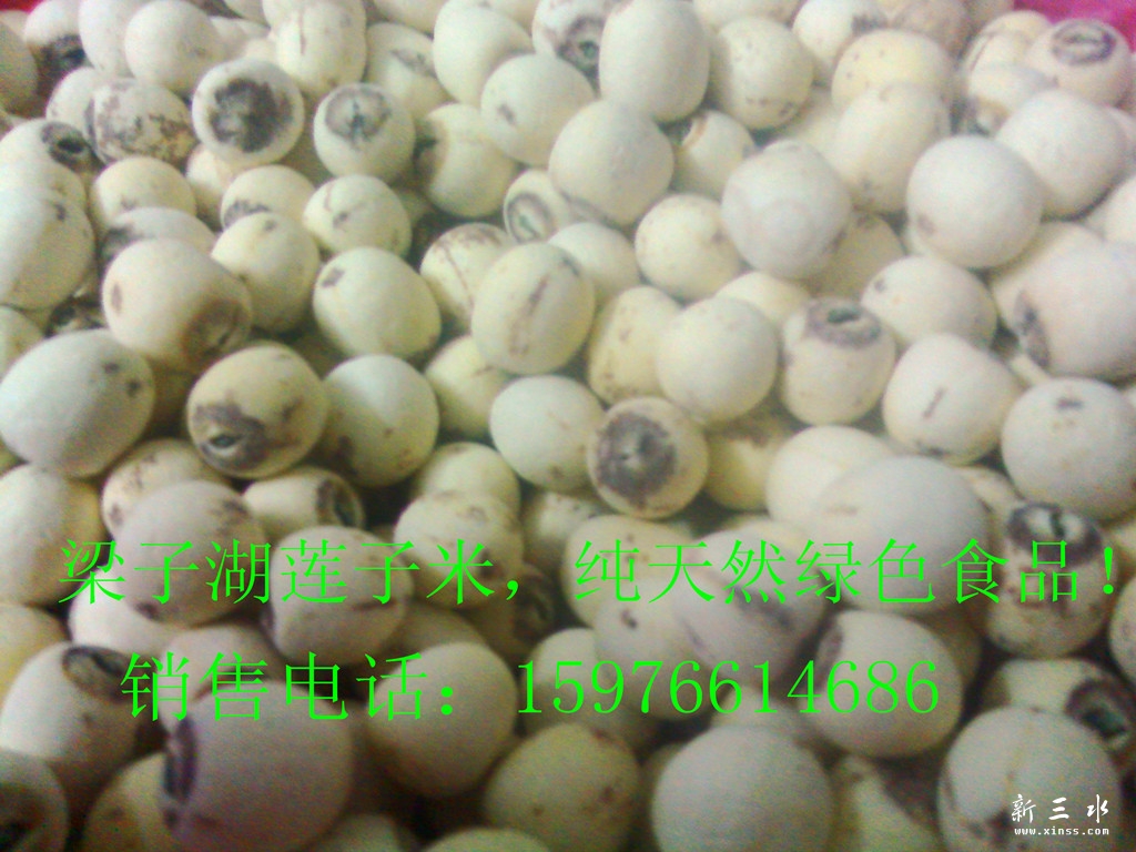 白莲_副本.jpg