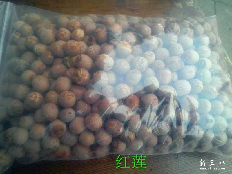 绾㈣幉.jpg