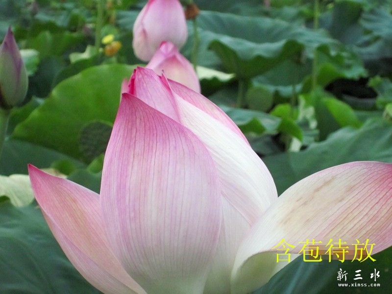 鍚?嫗寰呮斁.jpg