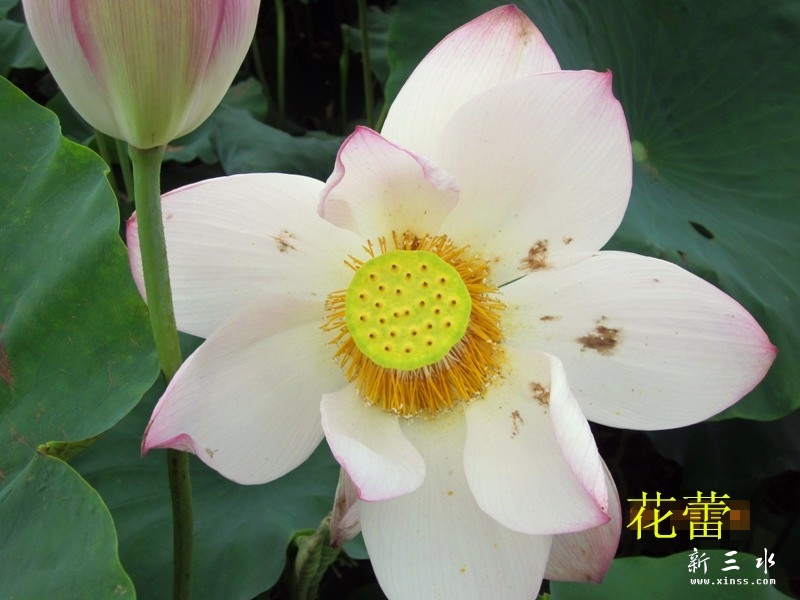 鑺辫暰.jpg