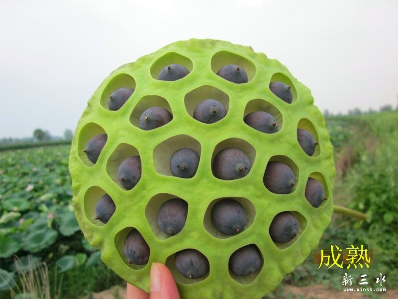 鎴愮啛鏈