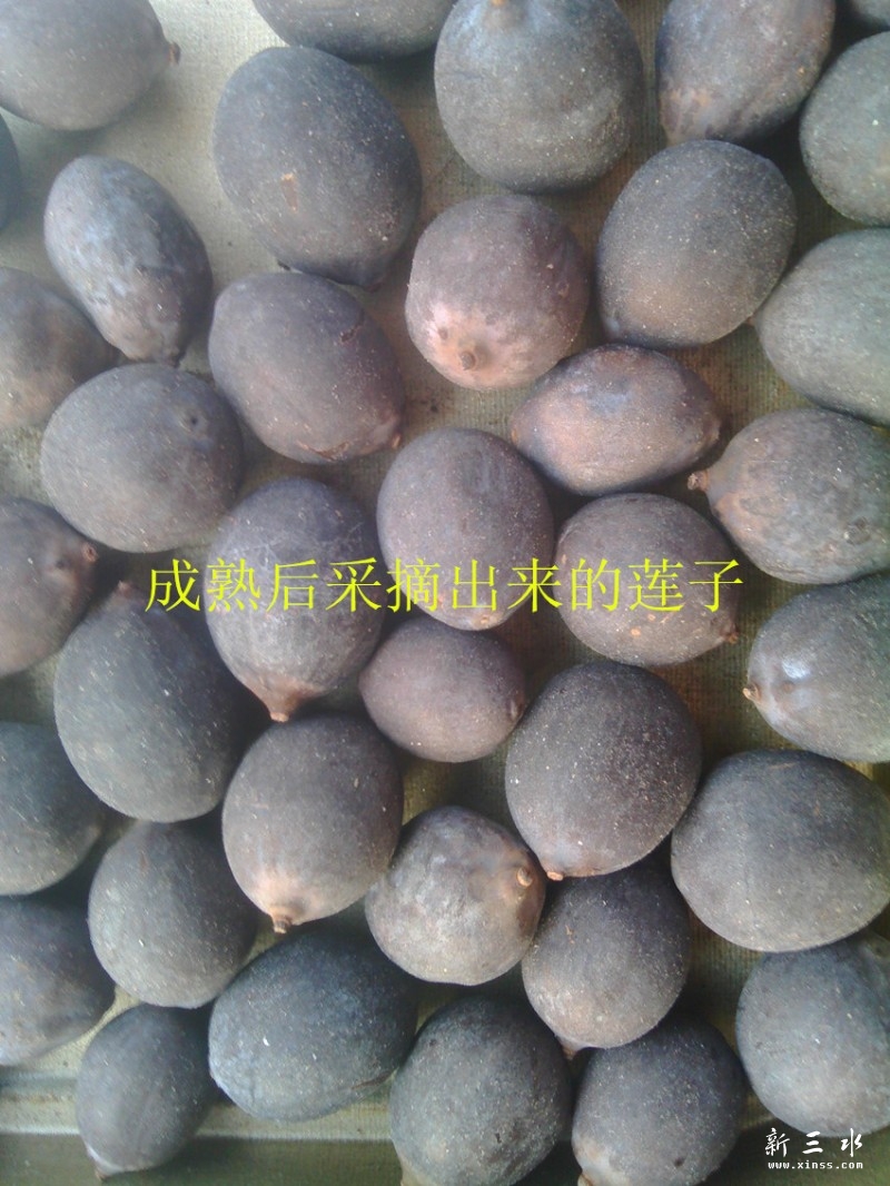 鎴愮啛.jpg