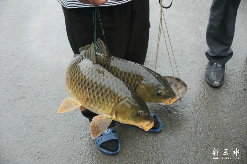 �Ž�������