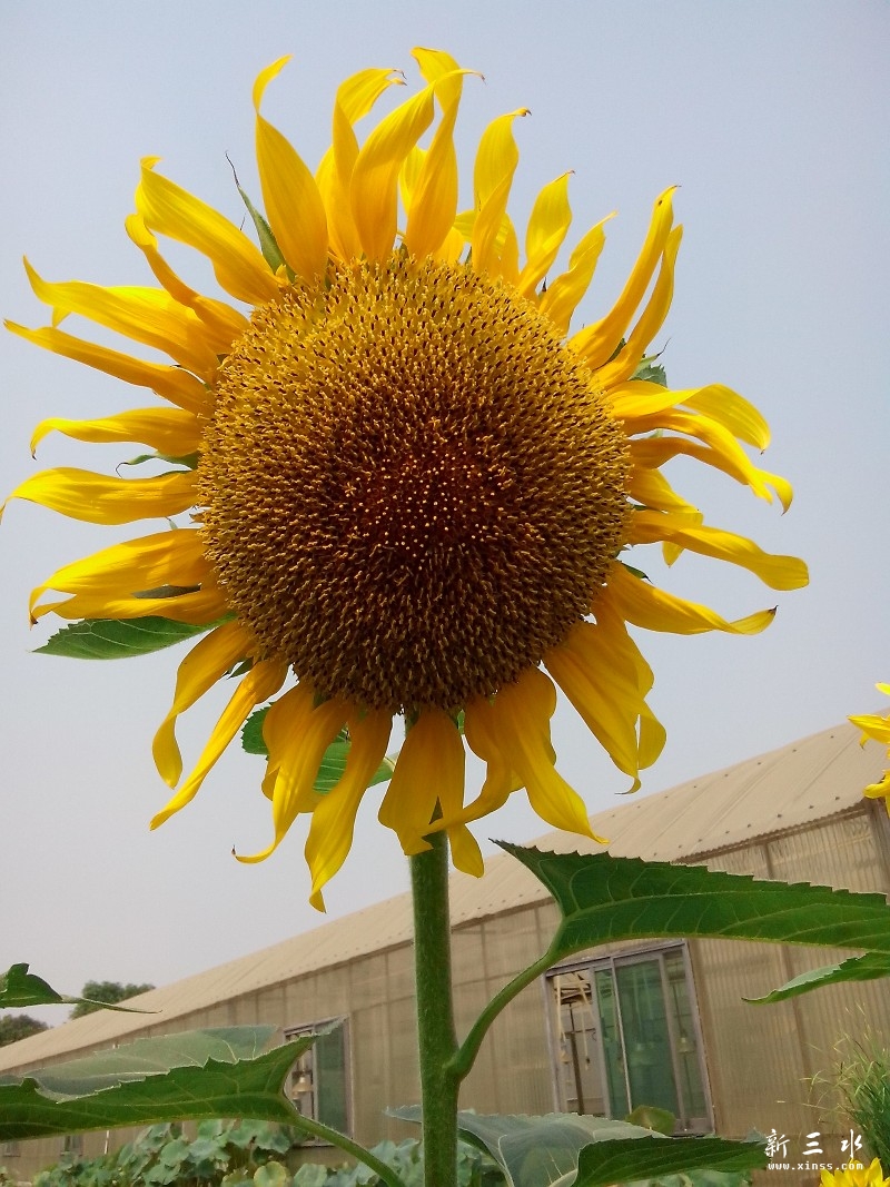 向阳