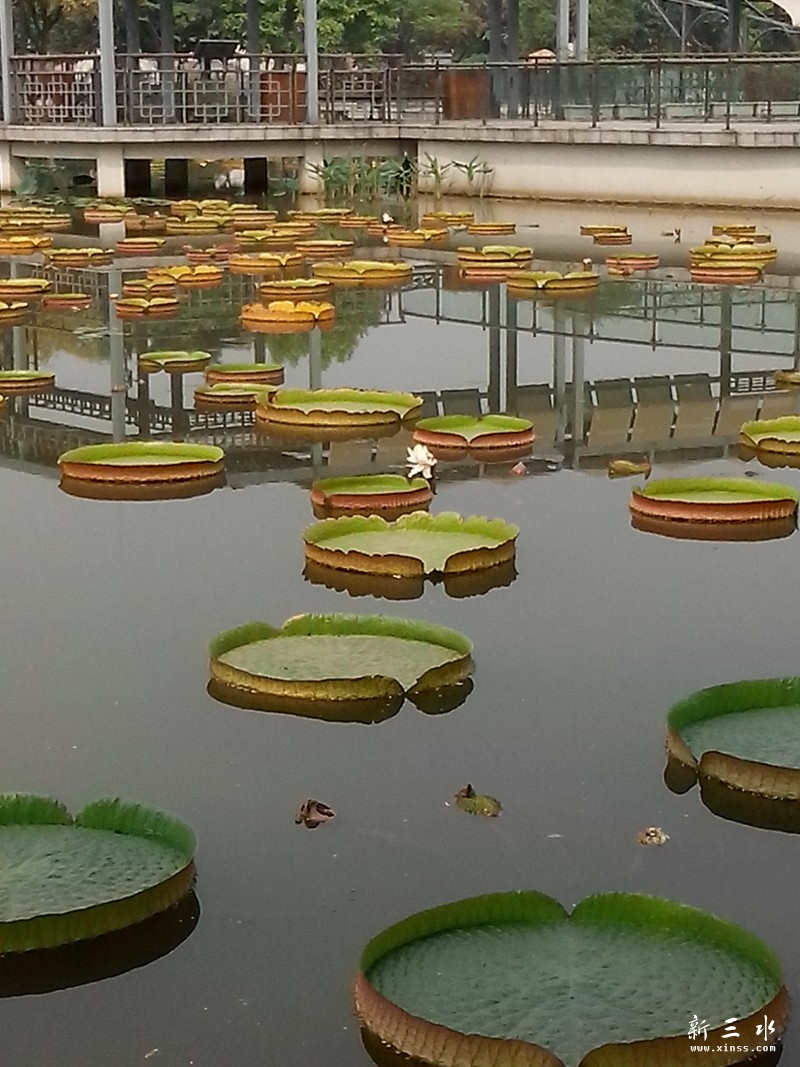漂