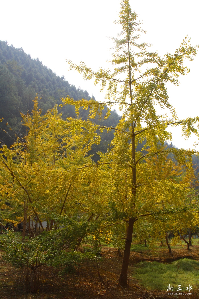 _MG_2657.jpg-1.jpg