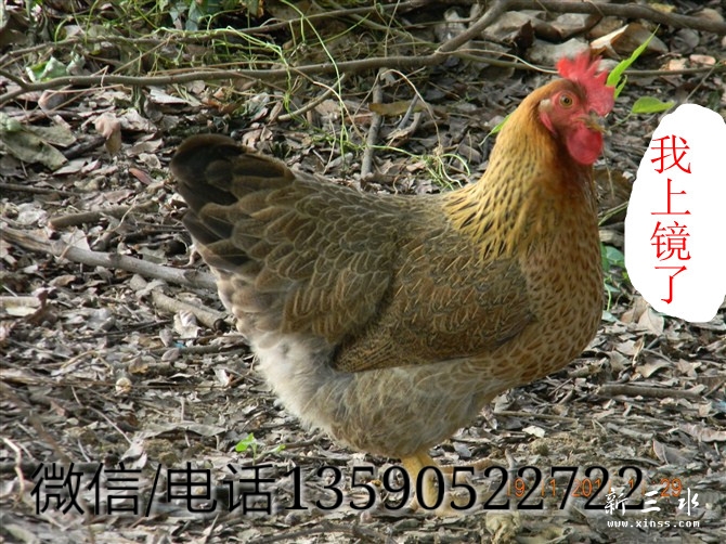 1341174203_mh1418024032442.jpg