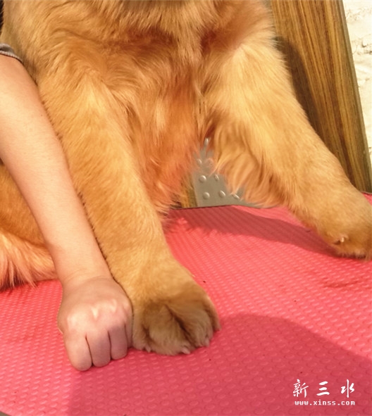 大狗骨架.jpg