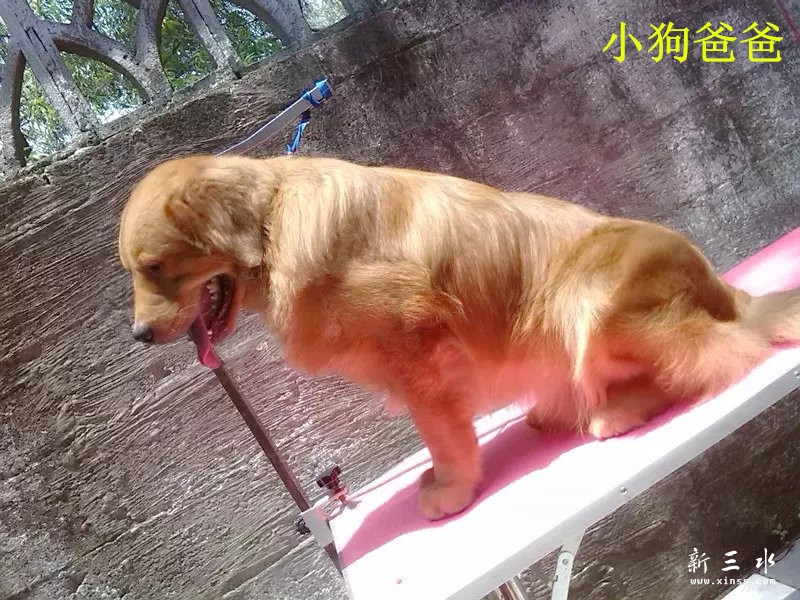 小狗爸爸.jpg