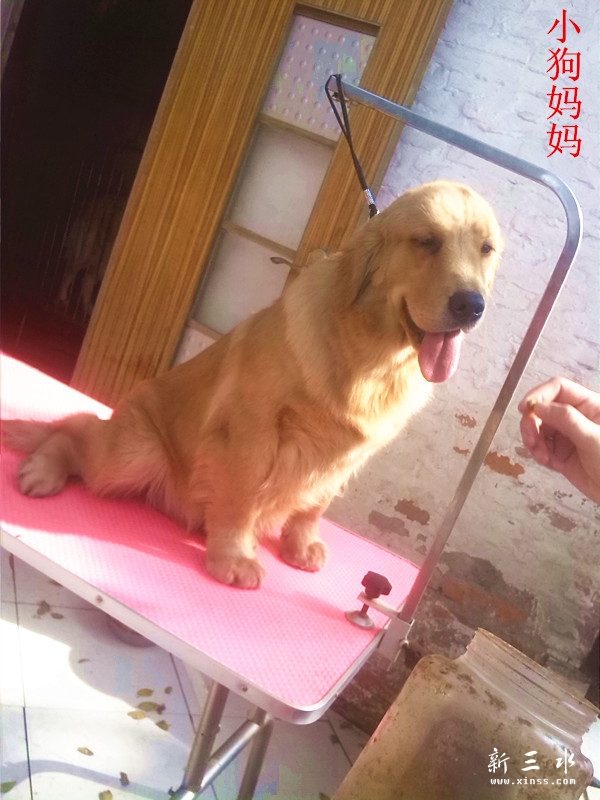 小狗妈妈1.jpg
