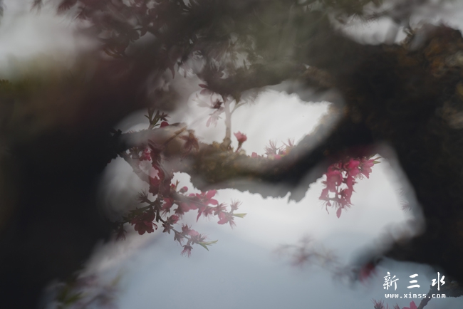 上坪桃花（修改一�