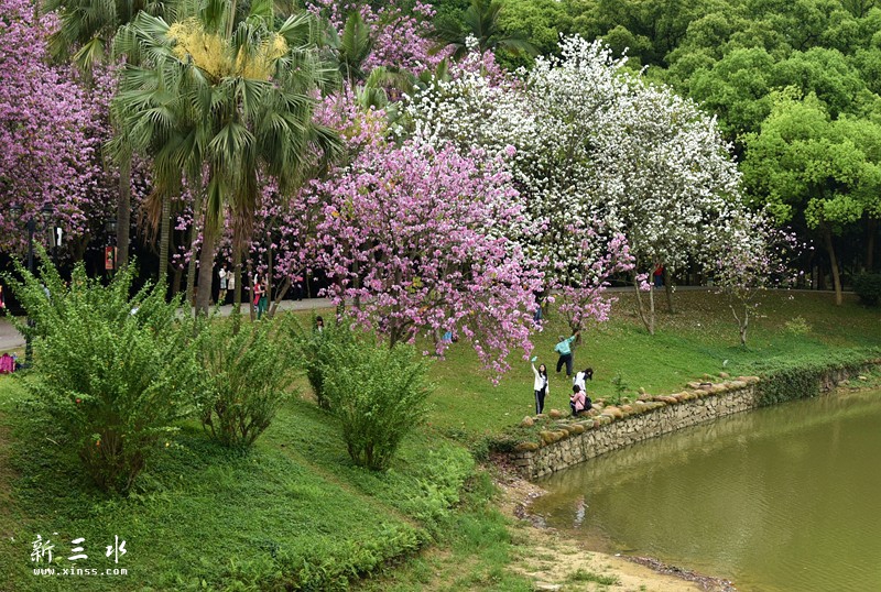 妞嶇墿鍥