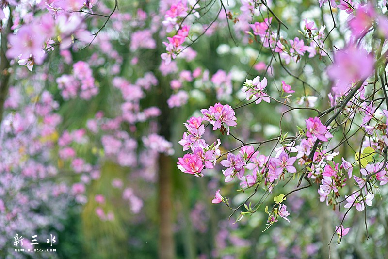 妞嶇墿鍥