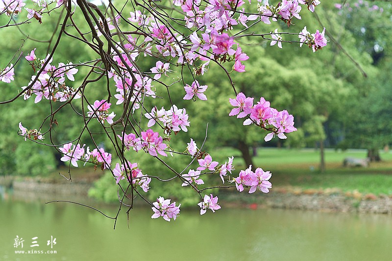妞嶇墿鍥