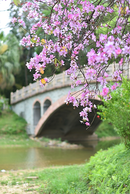 妞嶇墿鍥