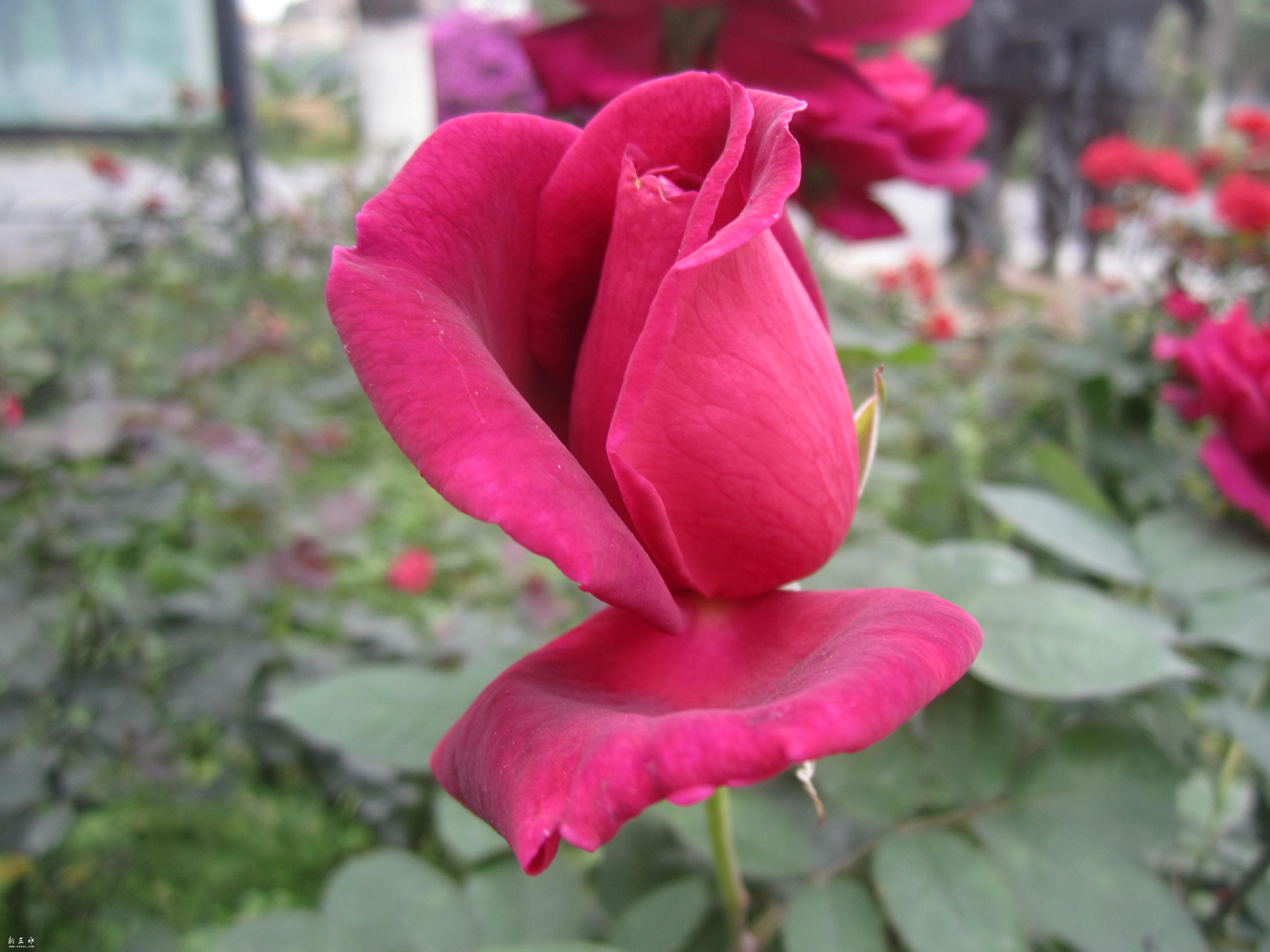 IMG_4632.JPG