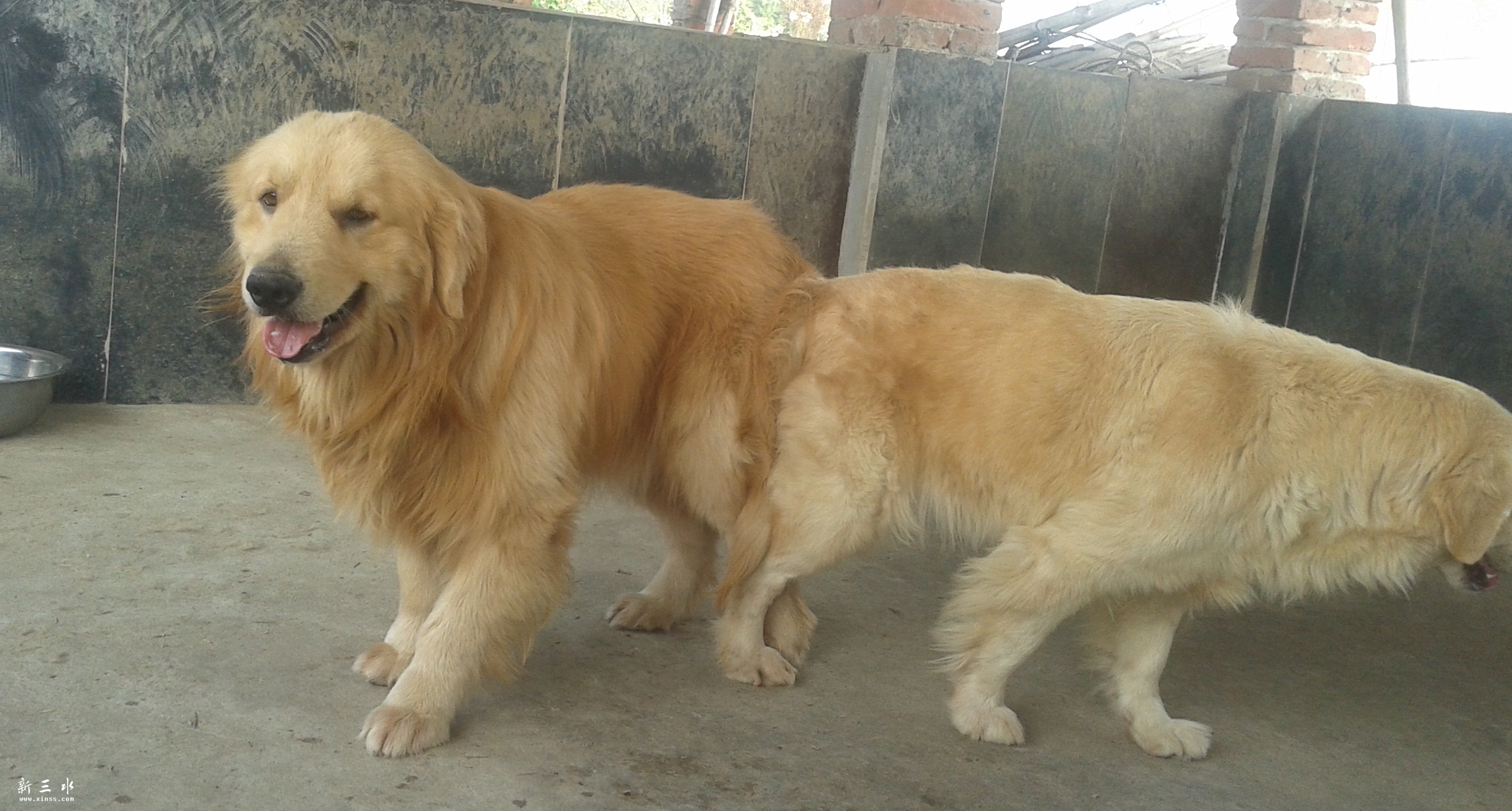 ������ĸ