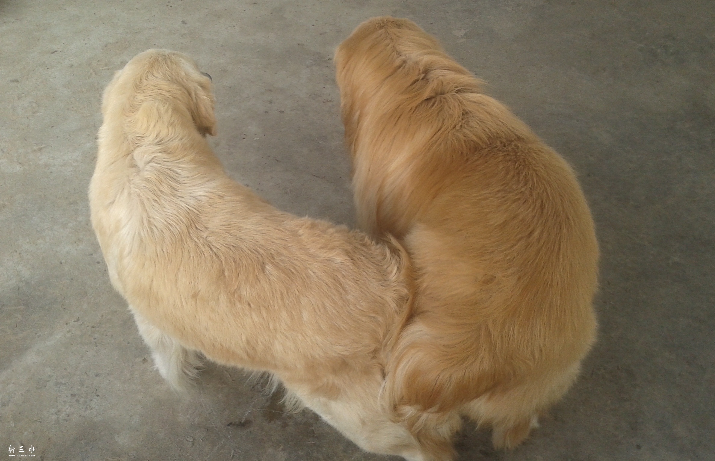 ������ĸ