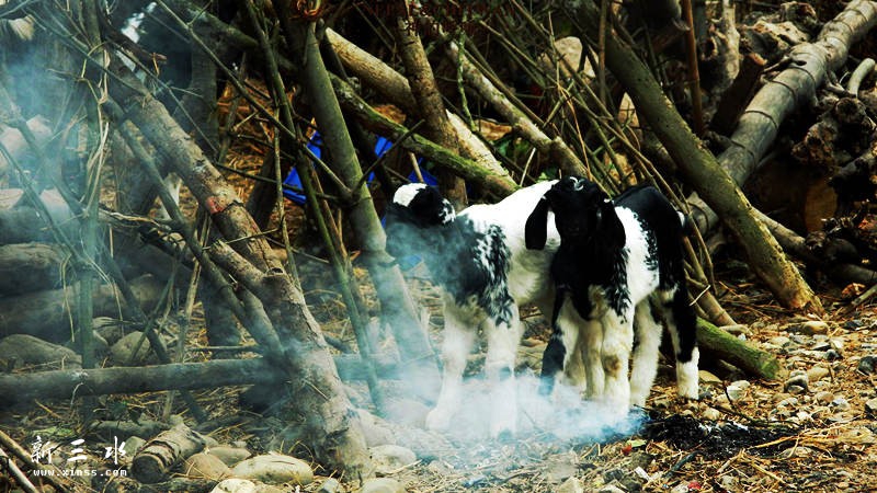 ������ʪ�ع�԰