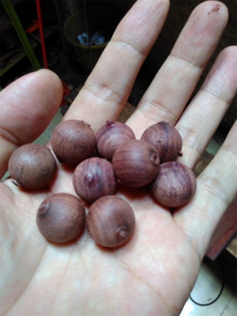 花枝木,现木现做佛珠