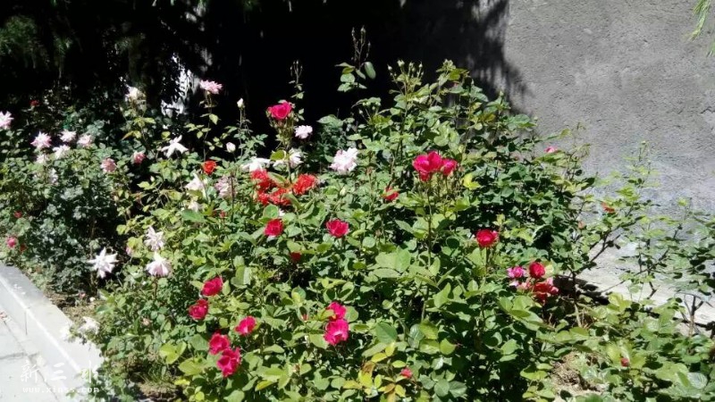 ���㵺��ǰ��С��