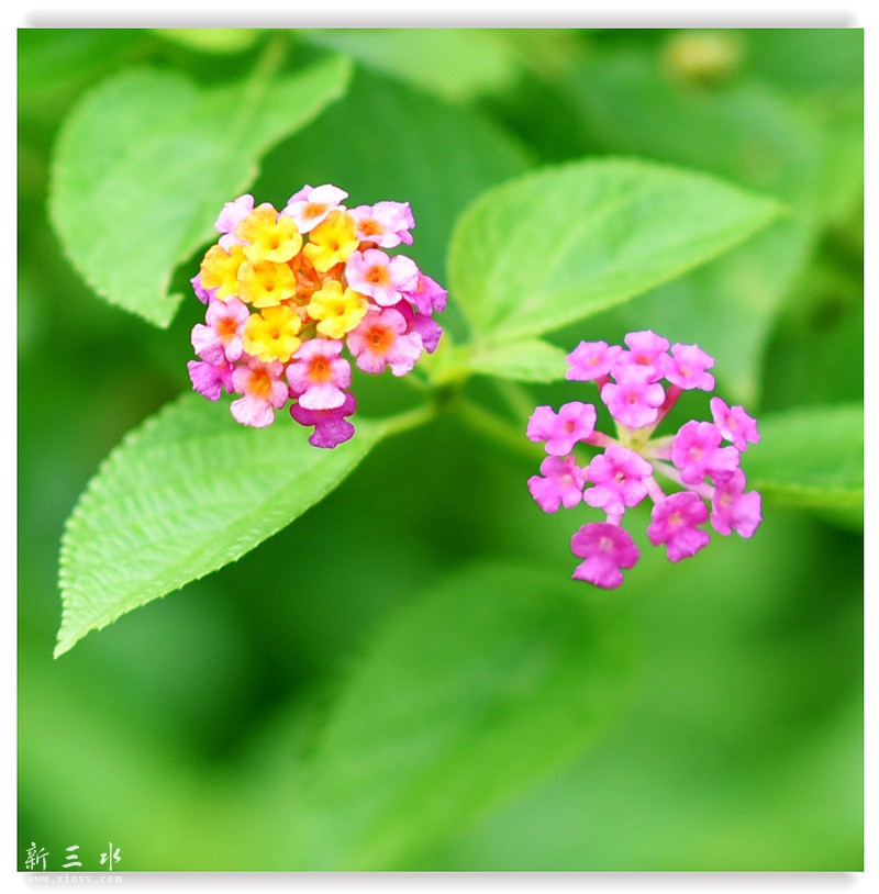 A4 558_鍓?湰.jpg