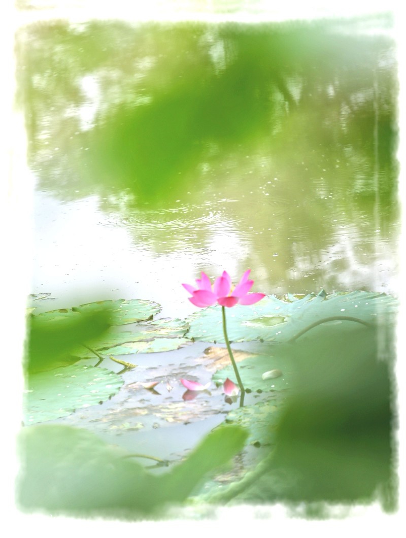 夏荷