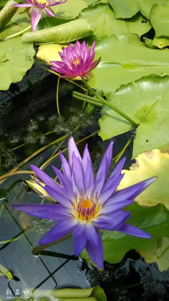 psb (2).jpg