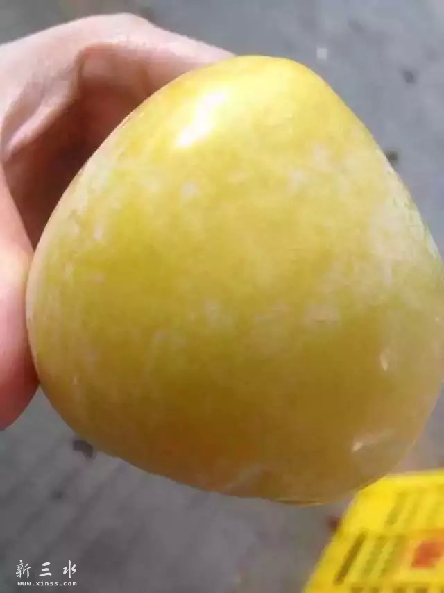 乐昌九峰山特产--黄金柰梨，果中精品