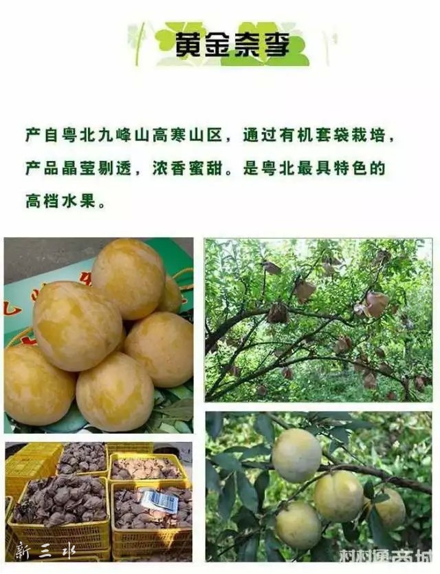 乐昌九峰山特产--黄金柰梨