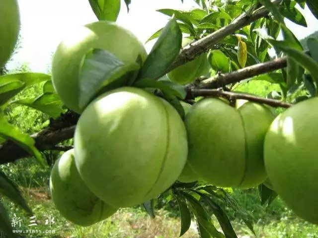 乐昌九峰山特产--青柰梨，脆爽多汁，美味可口