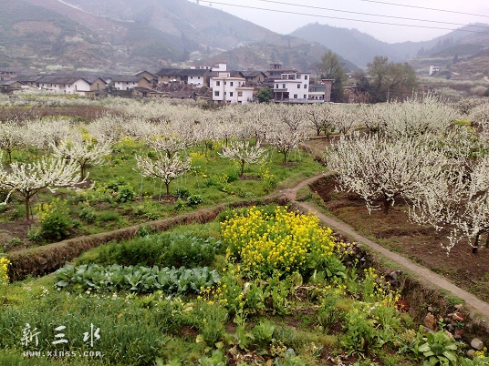 花期中的柰梨树
