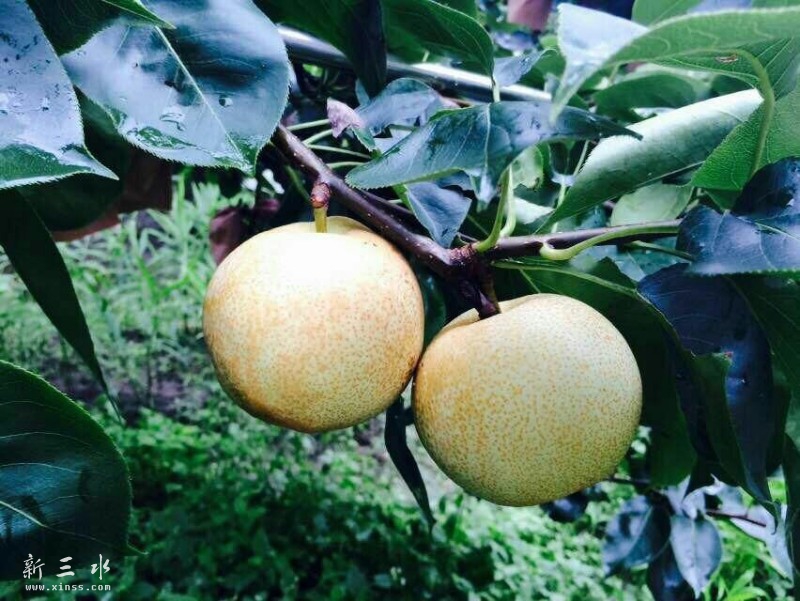 脆花梨，在我的家乡又叫萧梨