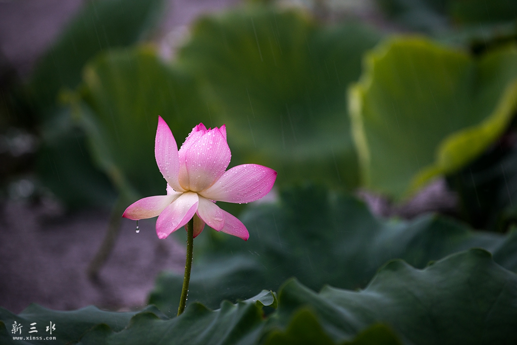 DSC_6785副本.jpg