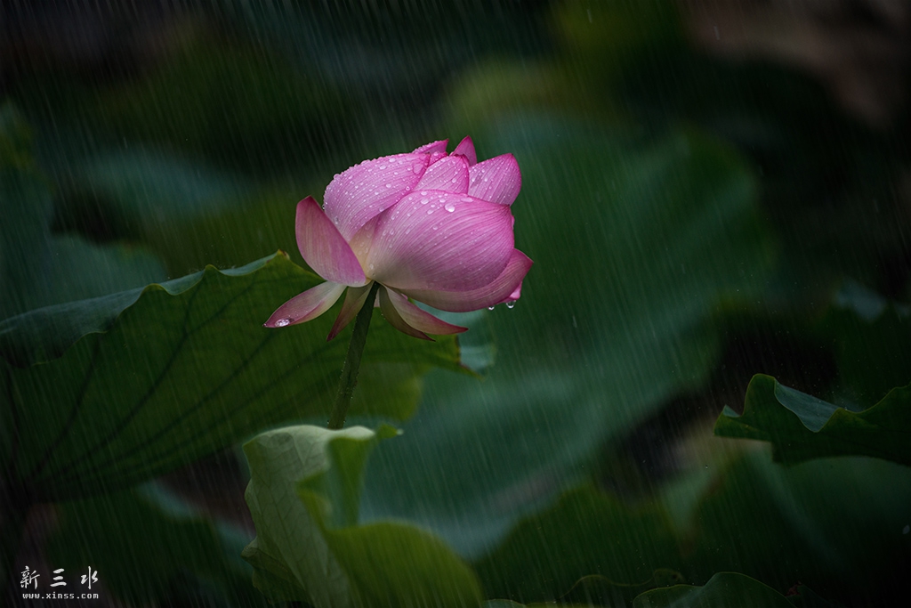 DSC_6795副本2.jpg