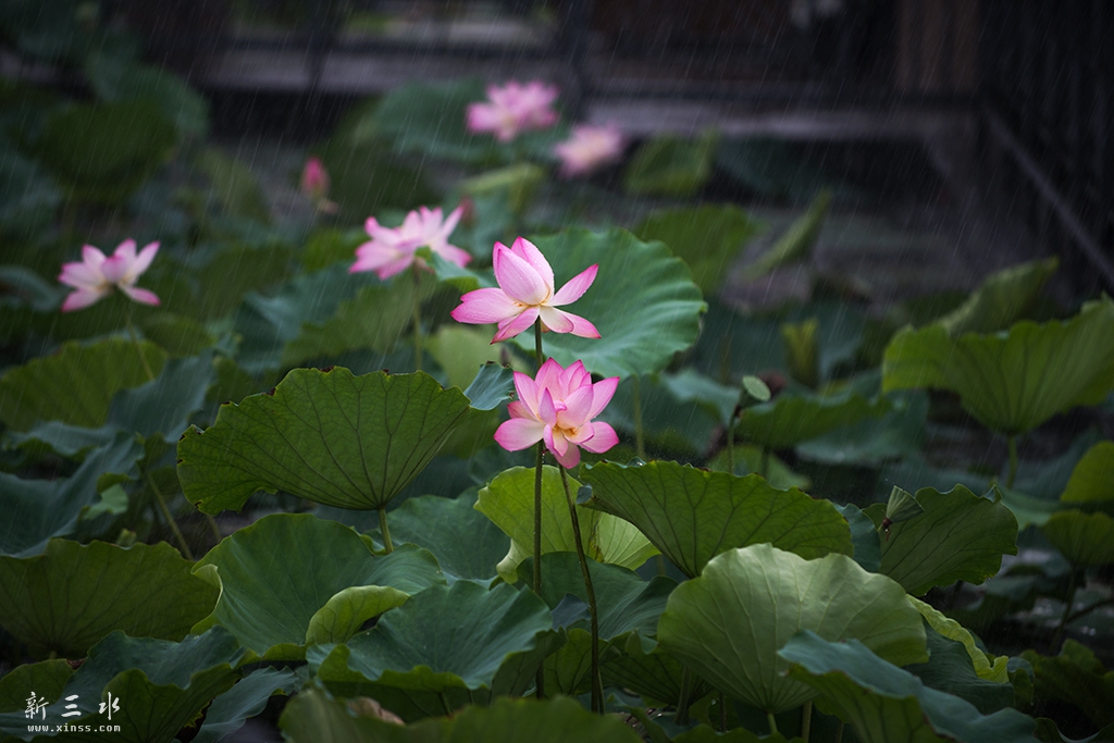 DSC_6828副本.jpg