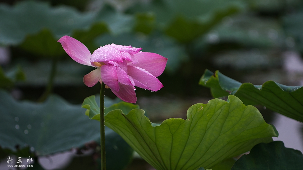 DSC_6883副本.jpg