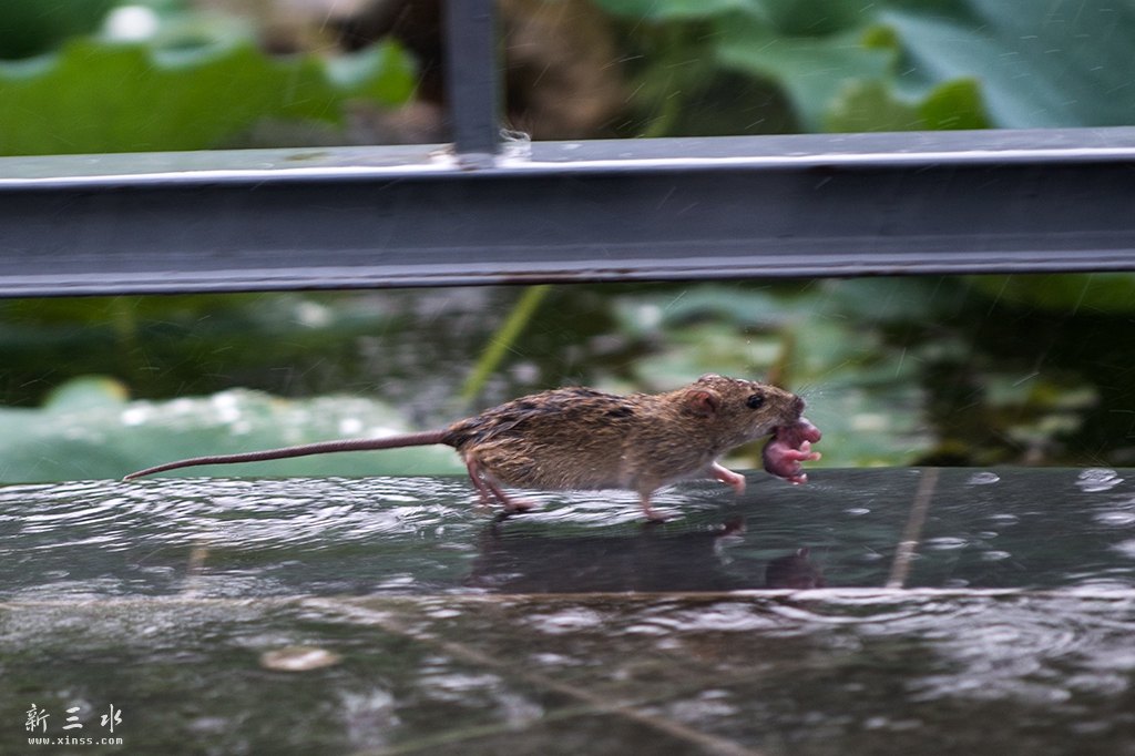 DSC_6822副本.jpg