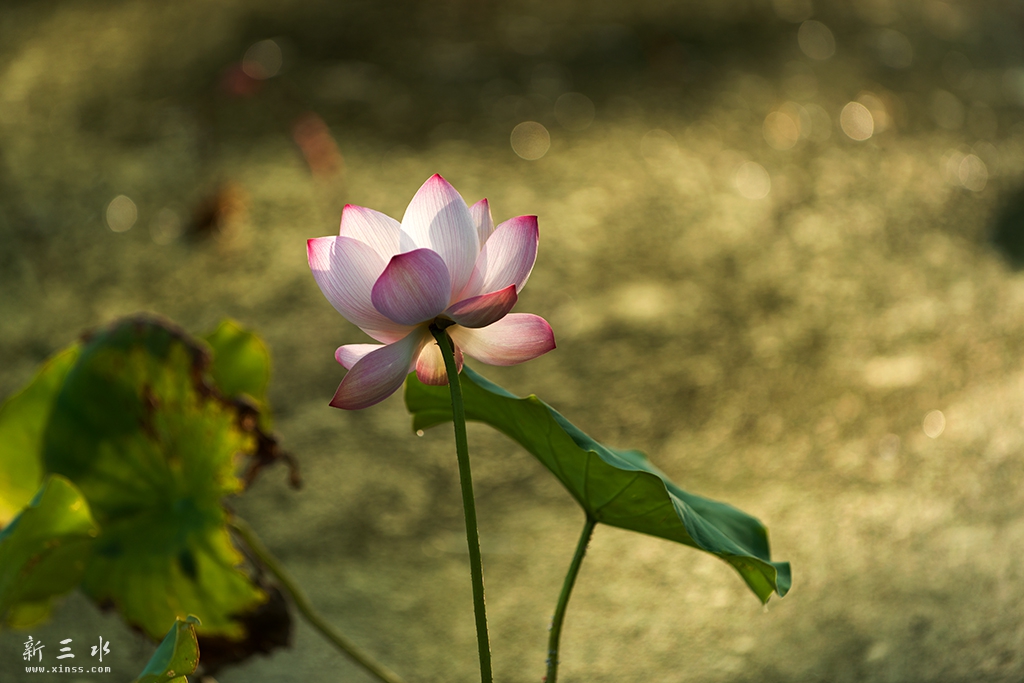 DSC_8491副本.jpg