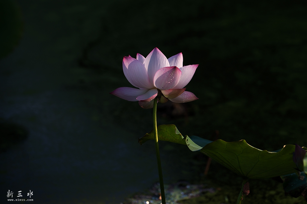 DSC_8487副本.jpg