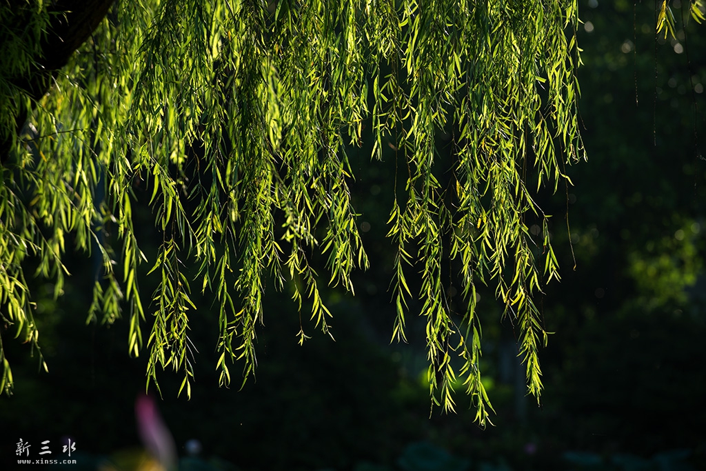 DSC_8502副本.jpg