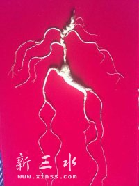 移山参