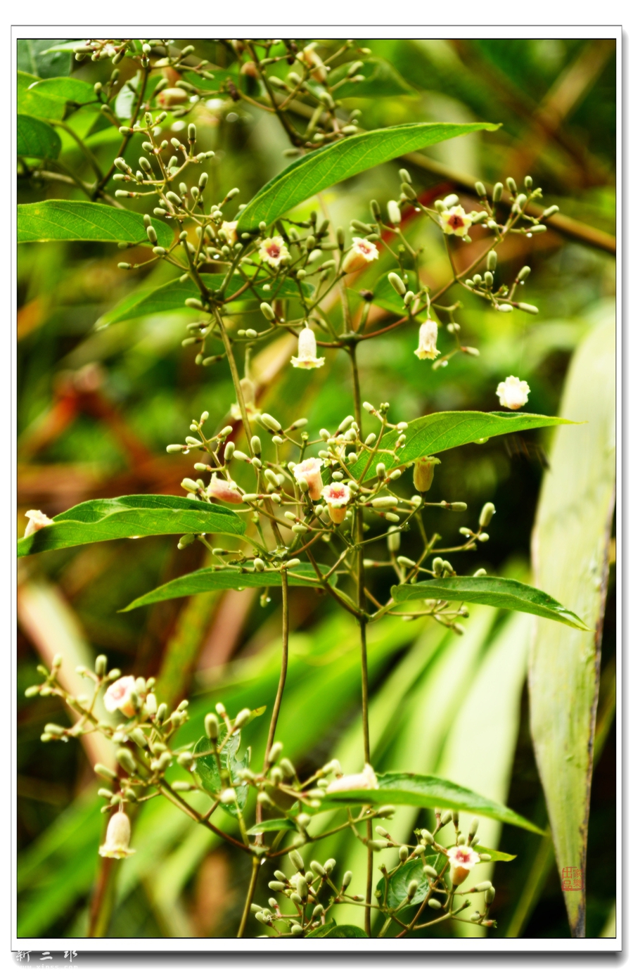 DSC_2301_副本_副本.jpg