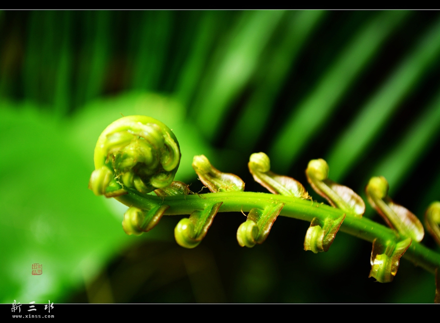 DSC_2337_副本_副本.jpg