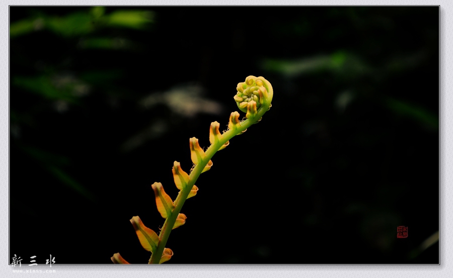 DSC_2342_副本_副本.jpg