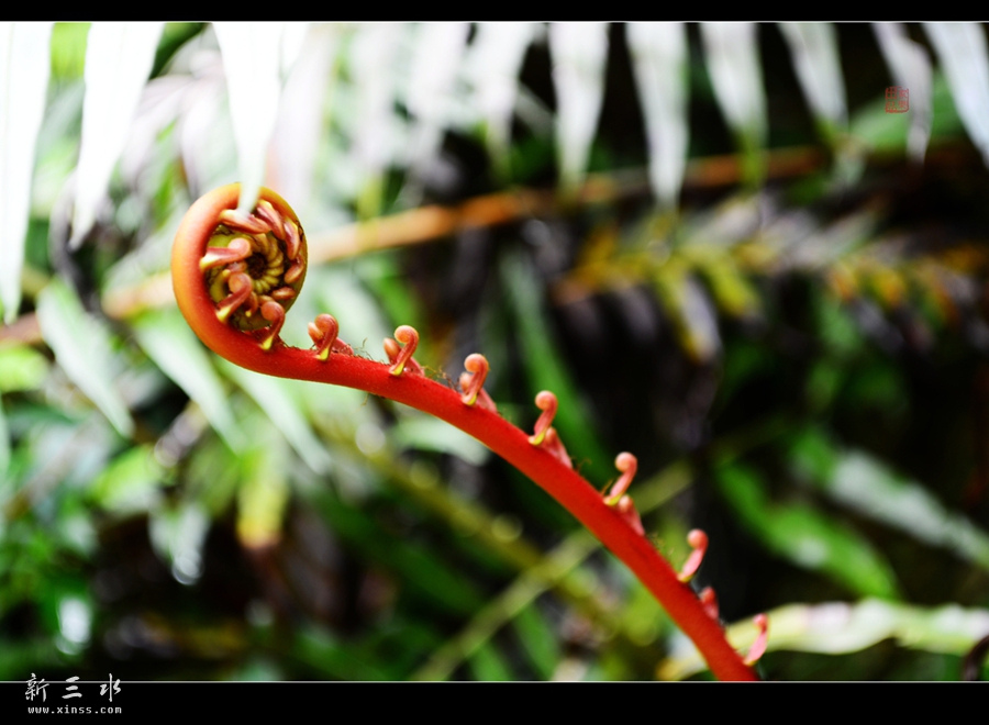 DSC_2344_副本_副本.jpg