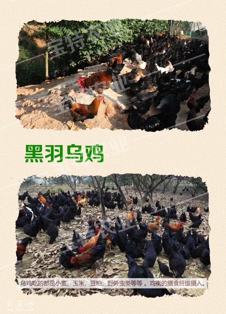 原生态黑羽乌鸡