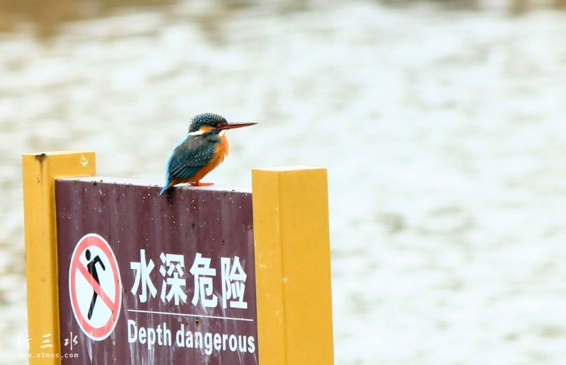 佳能55-250 II
此为雌性小翠